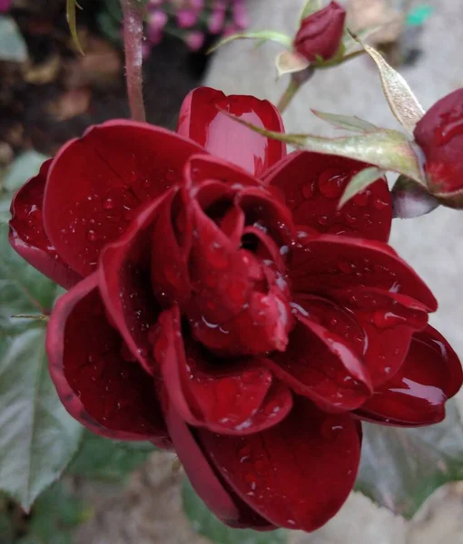 Rosa Roja Con Gotitas Agua — Foto de Stock