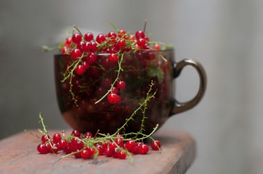 güzel kırmızı kuş üzümü kahverengi cam Kupası