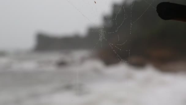 Toile d'araignée et mer orageuse avec pluie — Video