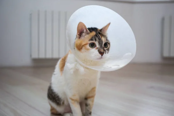 Veteriner konisi olan hasta bir kedi ya da kediyi yaradan korumak için kafasında plastik bir külah tasması olan hasta bir kedi..