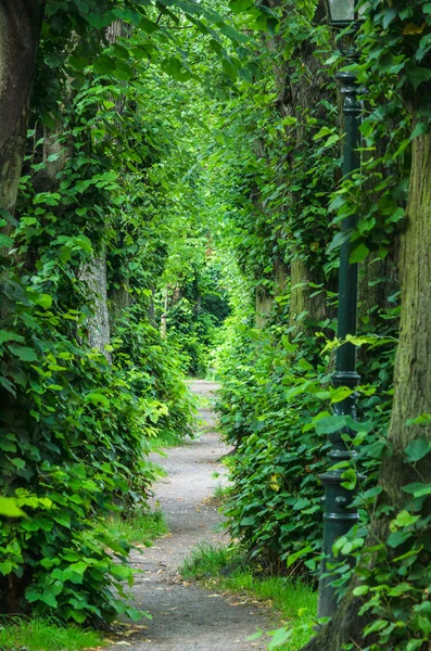 Groene Tunnel, muur Barbarossa Dusseldorf Kaiserswerth. — Stockfoto