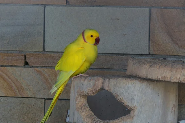Papuga żółty z czerwonym dziobem. — Zdjęcie stockowe