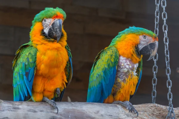 Two Beautiful colorful macaw parrots — Stock Photo, Image