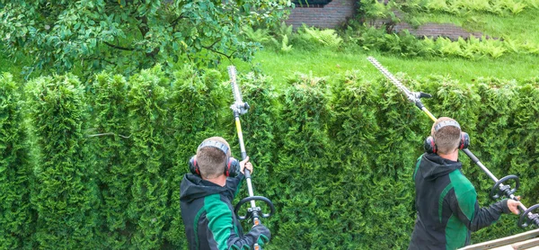 Panoramabild vom Schneiden einer Hecke — Stockfoto