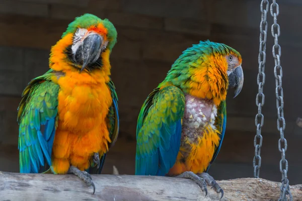 Two Beautiful colorful macaw parrots — Stock Photo, Image
