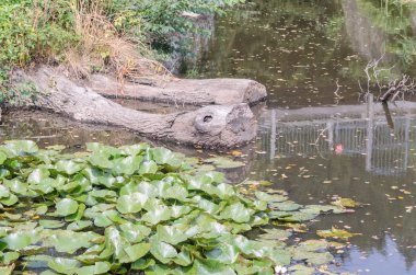 Ağaç gövdesi bir sürüngen gibi görünüyor.   