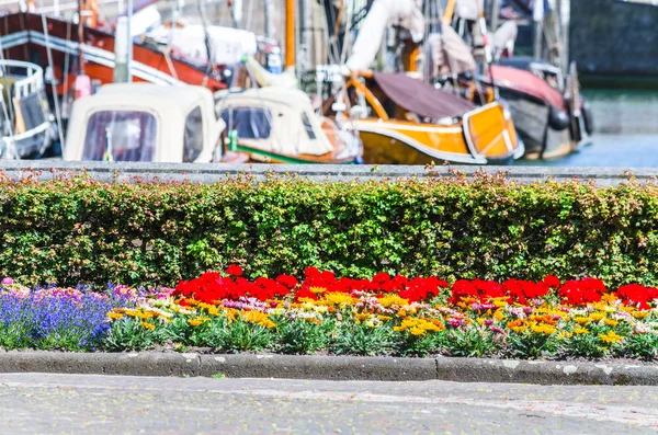 Colourful flower bed in the background a harbor. — Stock Photo, Image