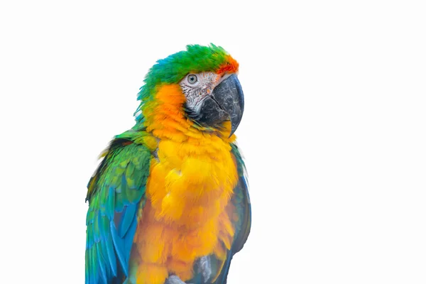 Macaw Parrot isolated on white — Stock Photo, Image