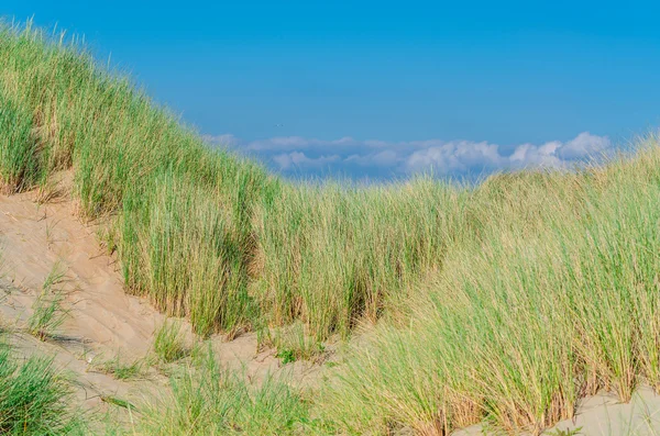 그래스, 비치와 모래 언덕 — 스톡 사진