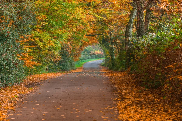 Road in the Fall. — Stock Photo, Image