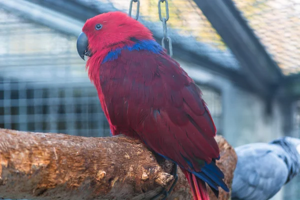 Parrot with a red and blue plumage. — Stock Photo, Image