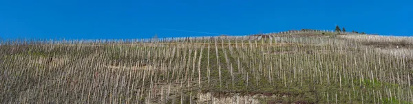 Panorama, vigneti sulla Mosella — Foto Stock