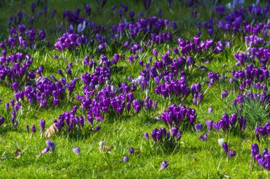 Mor çiğdemler ilkbaharda