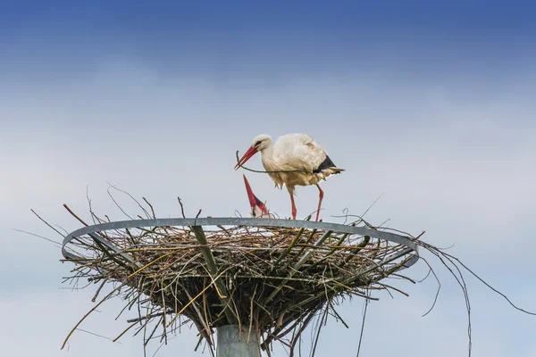 Storks nest building — Stock Photo, Image