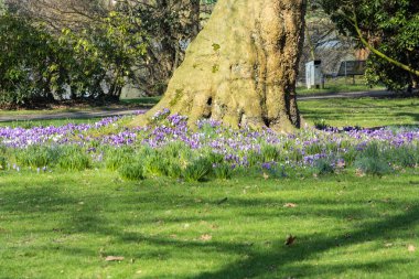 Çiğdemler ağaç üzerinde bir çayır.    
