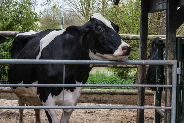 Black and white cow in the cowshed. — Stock Photo, Image