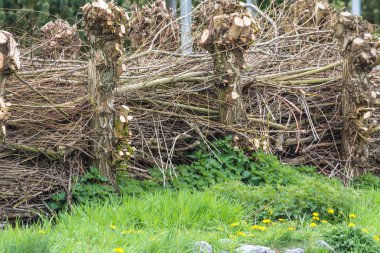 Çit malzemesi hasır üzerinden eleme 