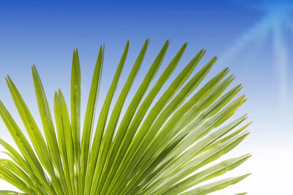 Folha verde de uma palmeira — Fotografia de Stock