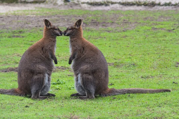 Binturongun doğal yaşam ortamı içinde kanguru — Stok fotoğraf