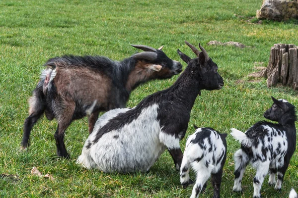 Chèvre sur un pâturage — Photo