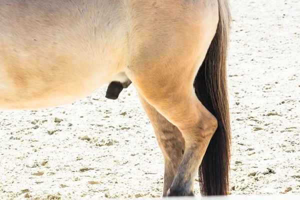 Órgão reprodutivo, pénis de um cavalo — Fotografia de Stock