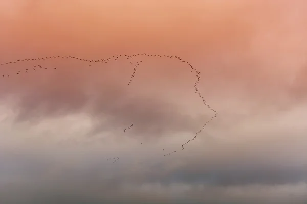 Birds flying in V formation — Stock Photo, Image