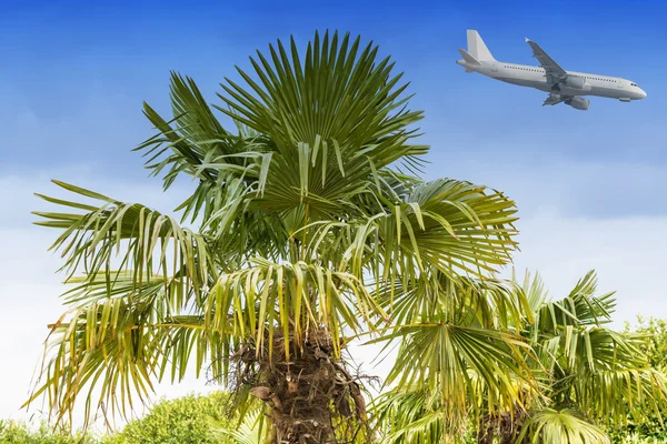Samolot do lądowania i palmy — Zdjęcie stockowe