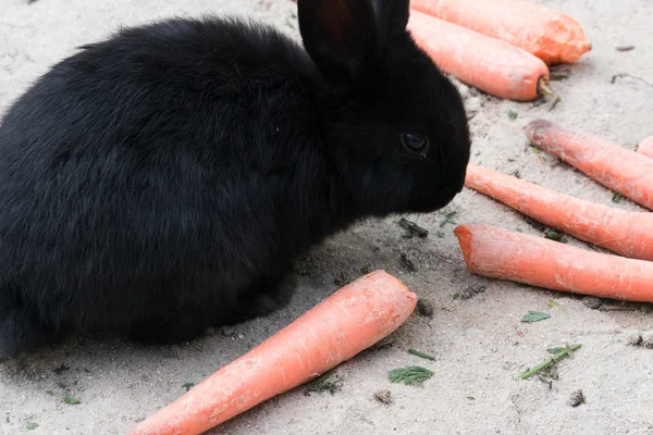 Black rabbits with a carrot