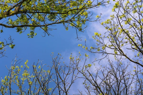 青い空に葉を探してください。 — ストック写真
