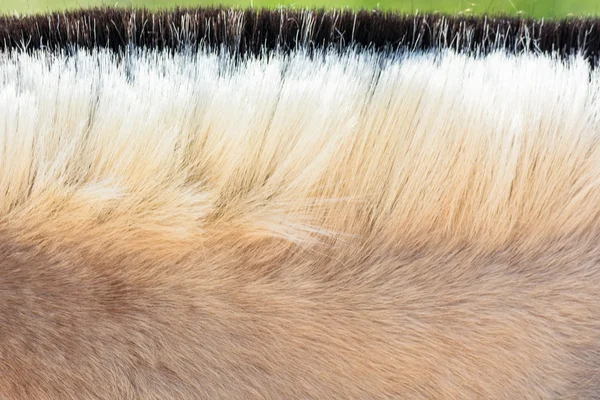 Melena de un pony . —  Fotos de Stock