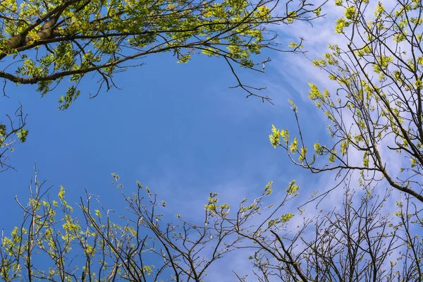 Ağaçların tepelerinde mavi gökyüzü — Stok fotoğraf