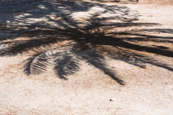 Ombre de palmier tombe sur un chemin — Photo