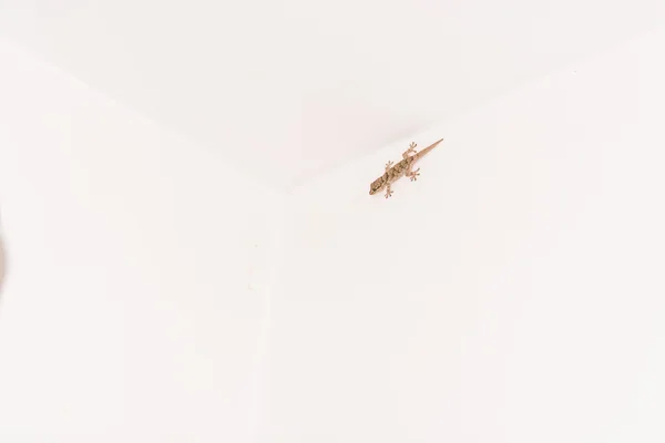 Gekko contra fundo branco — Fotografia de Stock