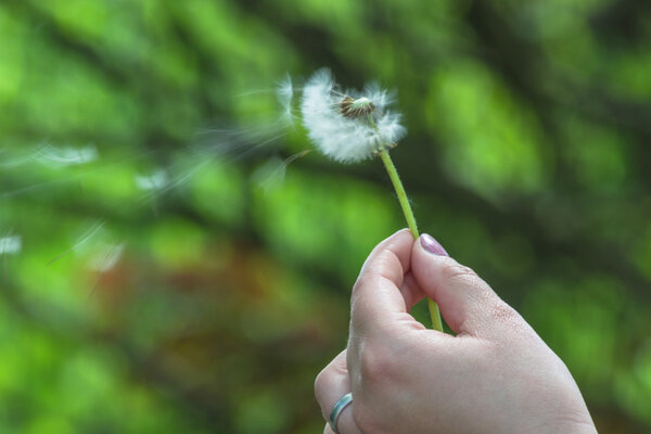 Closeup of dandelion in a hand