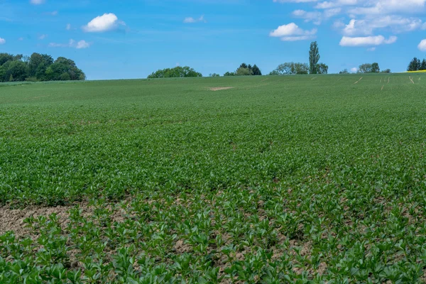 Paisagem agrícola contra o céu azul — Fotografia de Stock