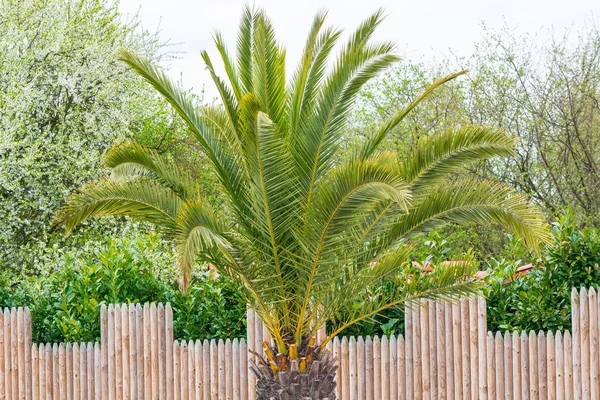 Arka plan mavi bir güneşli gökyüzü palmiye ağacı — Stok fotoğraf