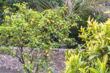 Taze limon ağacı üzerinde