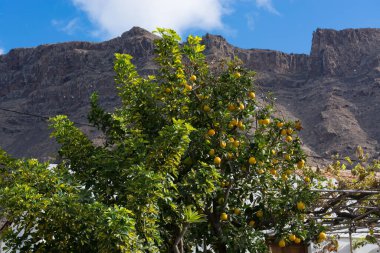 Limon koruluğundaki bir ağaçtan sarkan limonları kapatın.