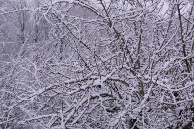 Karla kaplı yaşlı ağaç