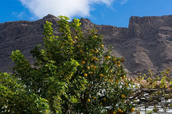 Großaufnahme Von Zitronen Die Einem Baum Einem Zitronenhain Hängen — Stockfoto