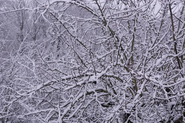 Alter Baum Mit Schnee Bedeckt — Stockfoto