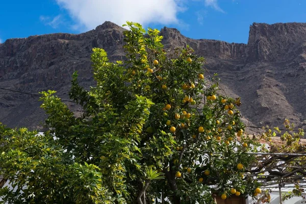 Großaufnahme Von Zitronen Die Einem Baum Einem Zitronenhain Hängen — Stockfoto