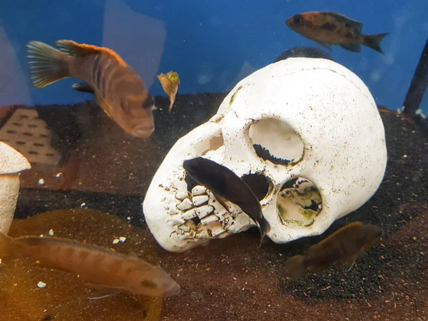Crânio Fundo Oceano Arenoso Com Pequenos Peixes Limpando Alguns Ossos — Fotografia de Stock