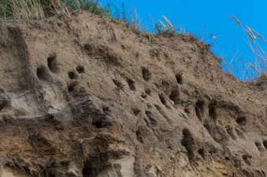 Almanya 'nın Baltık Denizi yarımadasındaki Ahrenshoop şehrinin kayalıklarında kırlangıçlar için kırlangıçlar..