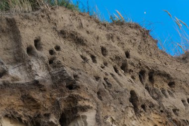 Almanya 'nın Baltık Denizi yarımadasındaki Ahrenshoop şehrinin kayalıklarında kırlangıçlar için kırlangıçlar..