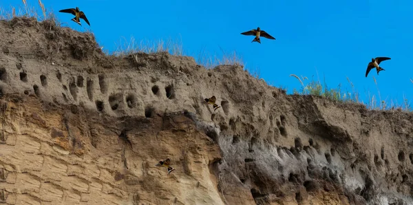 Hirondelles Pour Hirondelles Sur Les Falaises Ville Ahrenshoop Sur Péninsule — Photo