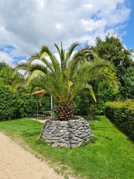 Park Palmowy Willą Śródziemnomorską — Zdjęcie stockowe