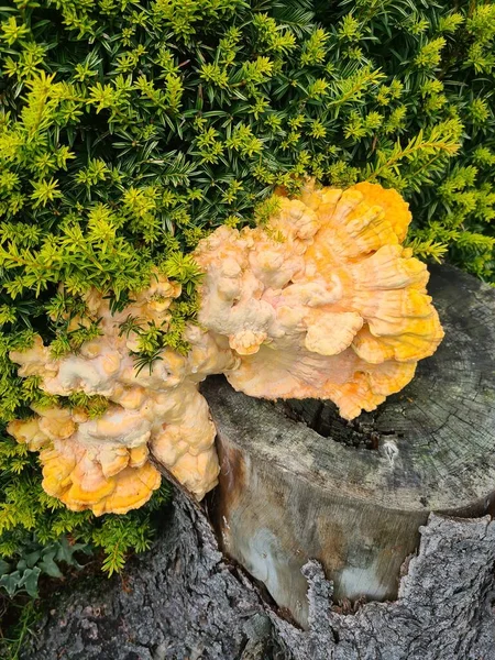 나무에 Laetiporus Sulphureus — 스톡 사진