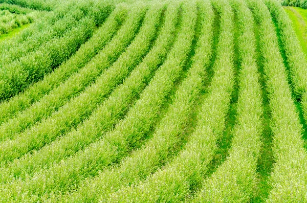 Filas de plantas, Toskana — Foto de Stock