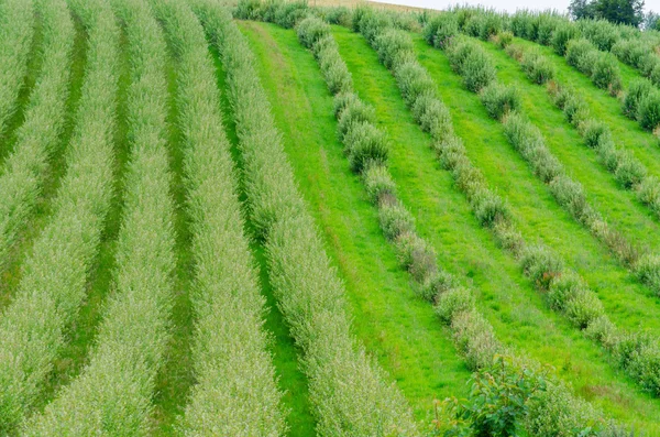 Plantas, linha, viveiro de árvores — Fotografia de Stock